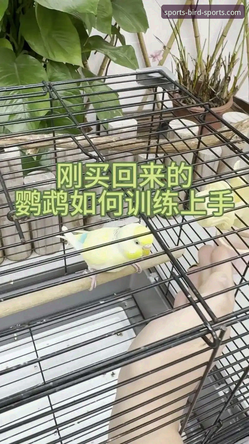 小鸟体育数据统计使用技巧：5个让新手快速上手的实用方法